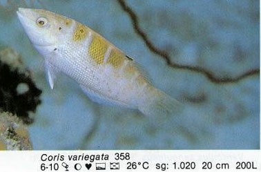Coris variegata